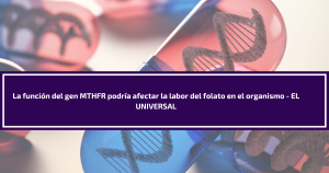 La función del gen MTHFR podría afectar la labor del folato en el organismo – EL UNIVERSAL